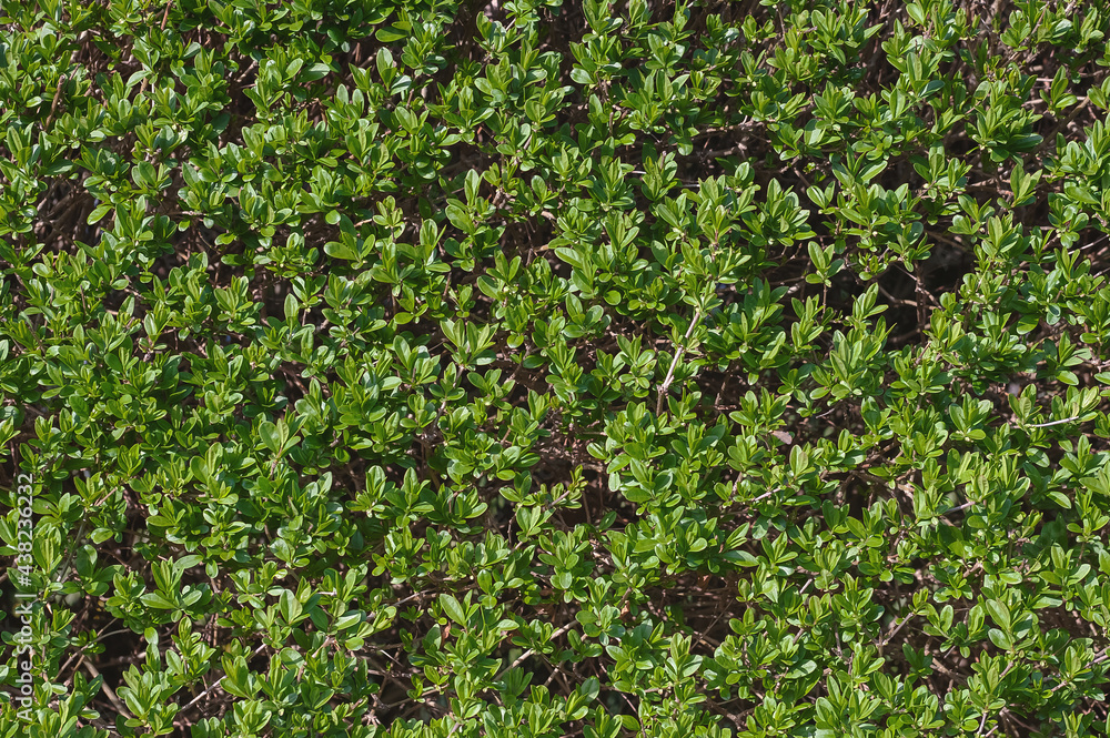 Backdrop of green leaves natural wall. Close-up, macro. Backdrop of green leaves natural wall. Close-up, macro.