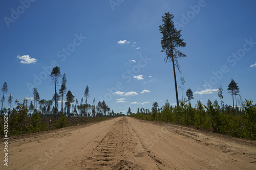 the forest road to the sky