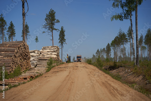the road in the forest