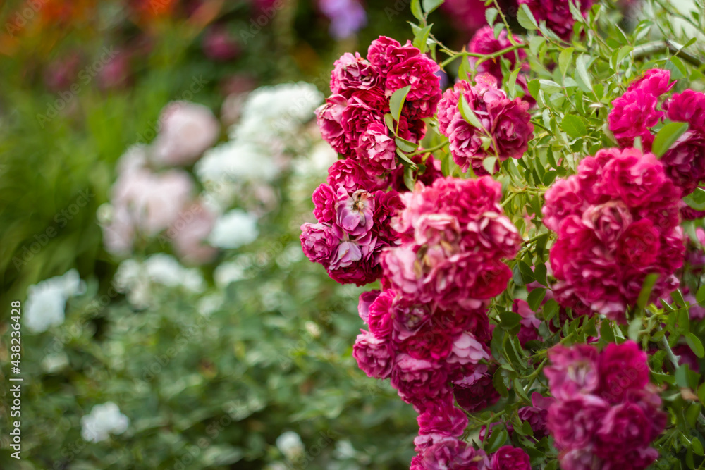 beautiful flowering bush of climbing rose of crimson color in the garden in landscape design beautiful flowering bush of climbing rose of crimson color in the garden in landscape design