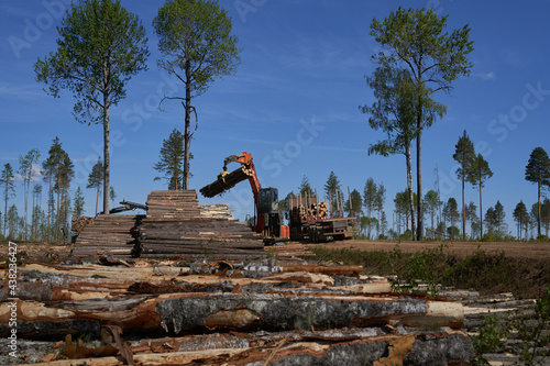 loading timber in the forest
