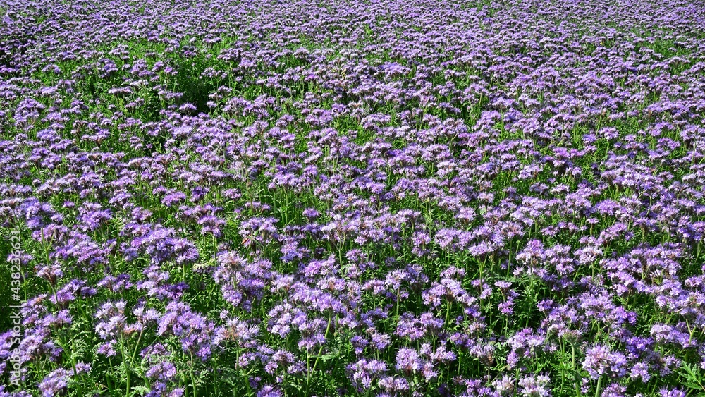 Purple flowering field of Lacy Phacelia, agricultural plant with latin name Phacelia Tanacetifolia, known for production of green mass and apiculture importance.