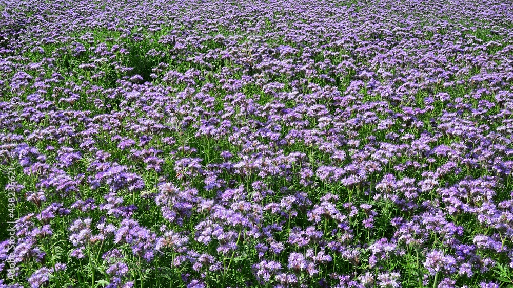 Purple flowering field of Lacy Phacelia, agricultural plant with latin name Phacelia Tanacetifolia, known for production of green mass and apiculture importance. Purple flowering field of Lacy Phacelia, agricultural plant with latin name Phacelia Tanacetifolia, known for production of green mass and apiculture importance.