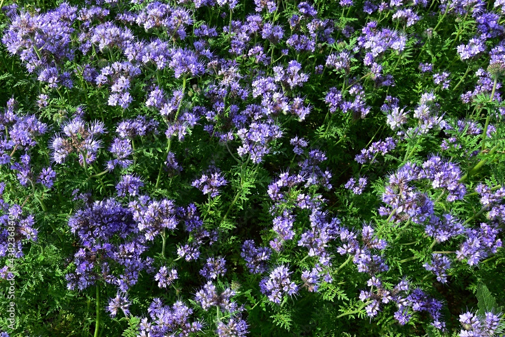 Naklejka premium Detail of flowering Lacy Phacelia plants, latin name Phacelia Tanacetifolia, in late spring sunshine on field. 