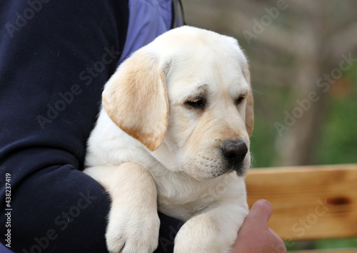 the sweet nice yellow labrador puppy portrait