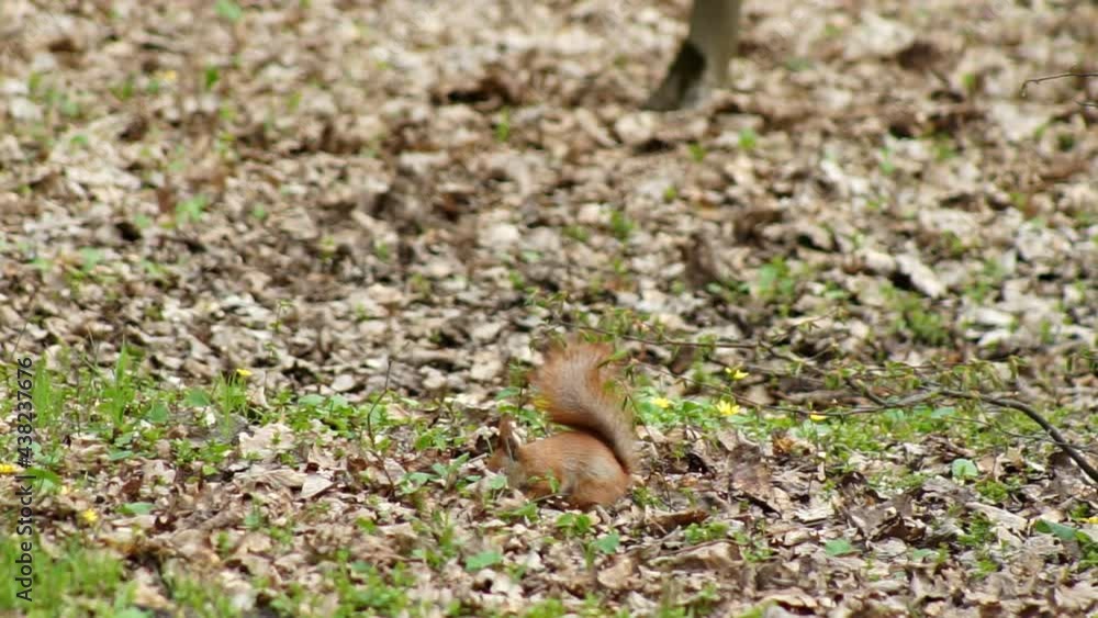 The red squirrel happily gnaws the nut. Squirrel jumps on tree branches, gnaws nuts and food in the spring forest gnaws a nut The red squirrel happily gnaws the nut. Squirrel jumps on tree branches, gnaws nuts and food in the spring forest gnaws a nut