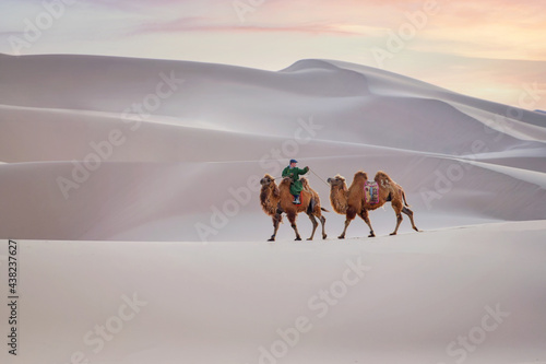 Man riding through the desert with two camels, Gobi desert, Mongolia photo