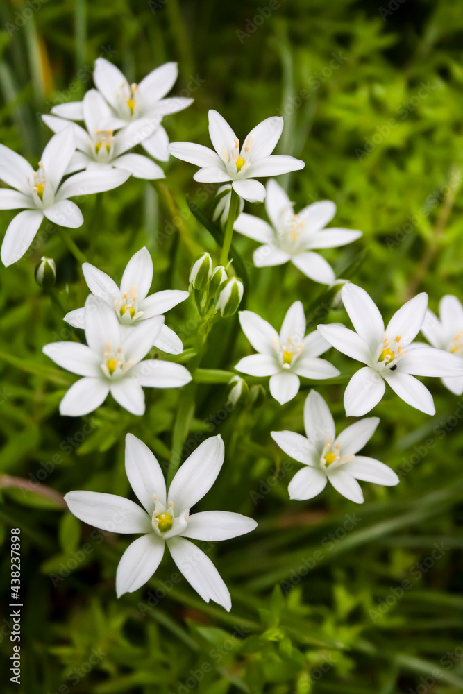 Ornithogalum flowers closeup (Star of Bethlehem)