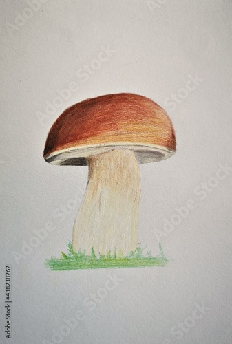 Mushroom on white background - artwork made with colored pencils