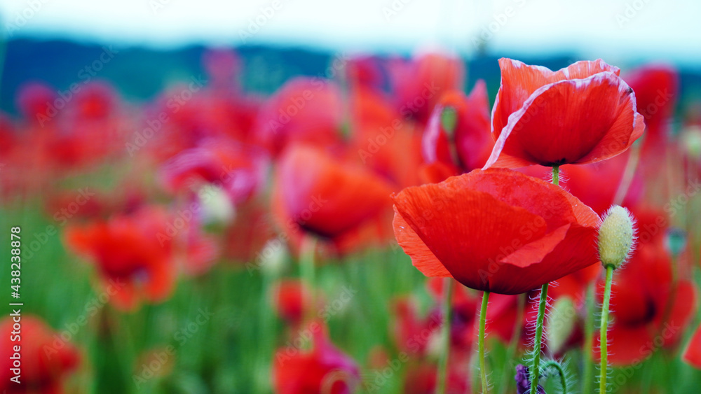 Obraz premium Remembrance poppy, field with poppies, nature, mountains, red flowers, red field, field with flowers