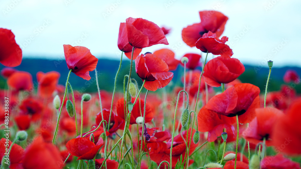 Naklejka premium Remembrance poppy, field with poppies, nature, mountains, red flowers, red field, field with flowers