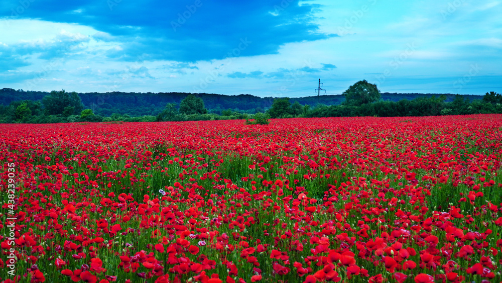 Remembrance poppy, field with poppies, nature, mountains, red flowers, red field, field with flowers Remembrance poppy, field with poppies, nature, mountains, red flowers, red field, field with flowers