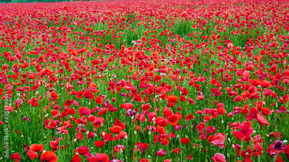 Obraz premium Remembrance poppy, field with poppies, nature, mountains, red flowers, red field, field with flowers
