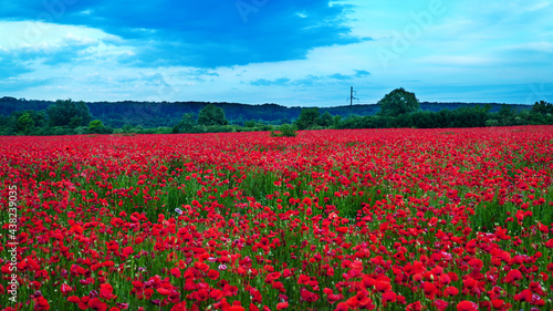 Remembrance poppy  field with poppies  nature  mountains  red flowers  red field  field with flowers