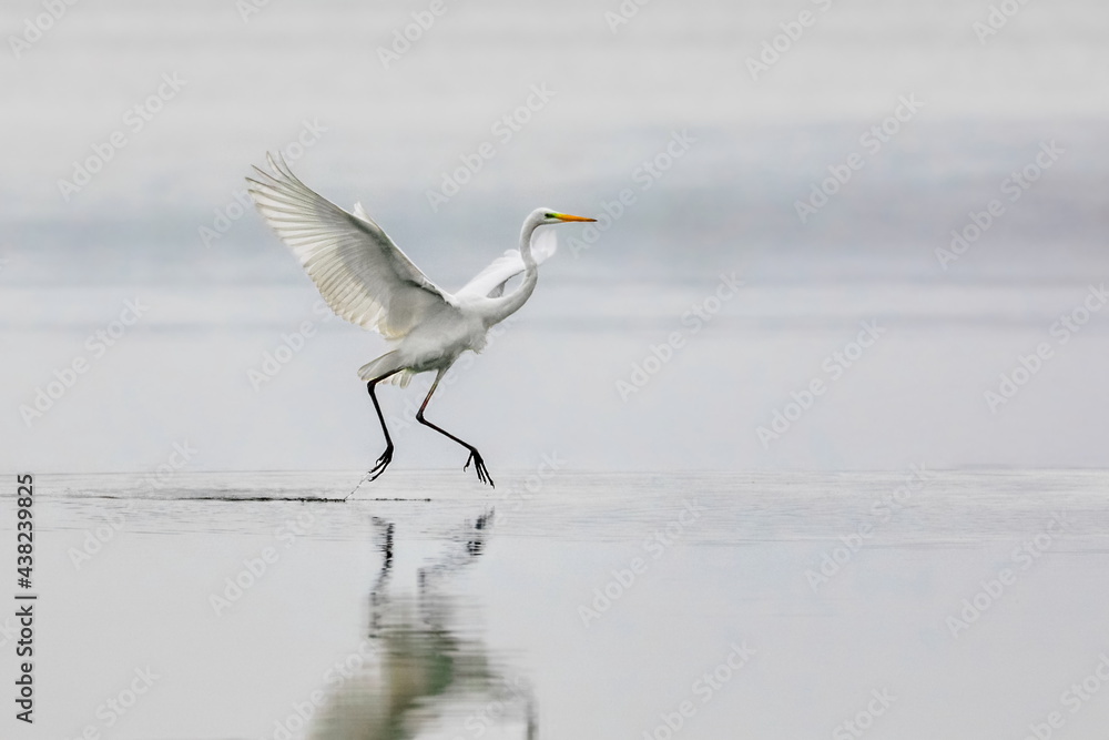 Elegant white heron landing on a lake on a neutral background. Great egret, Casmerodius albus. Elegant white heron landing on a lake on a neutral background. Great egret, Casmerodius albus.