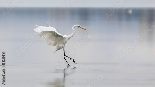 Elegant white heron landing on a lake on a neutral background. Great egret, Casmerodius albus.