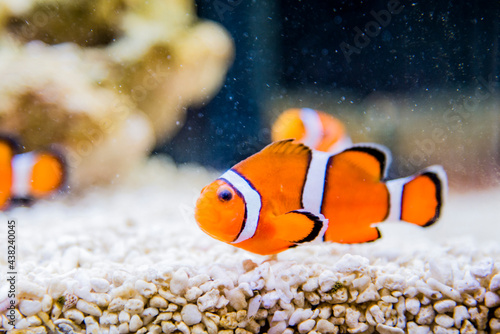 Obraz na płótnie fish in aquarium 