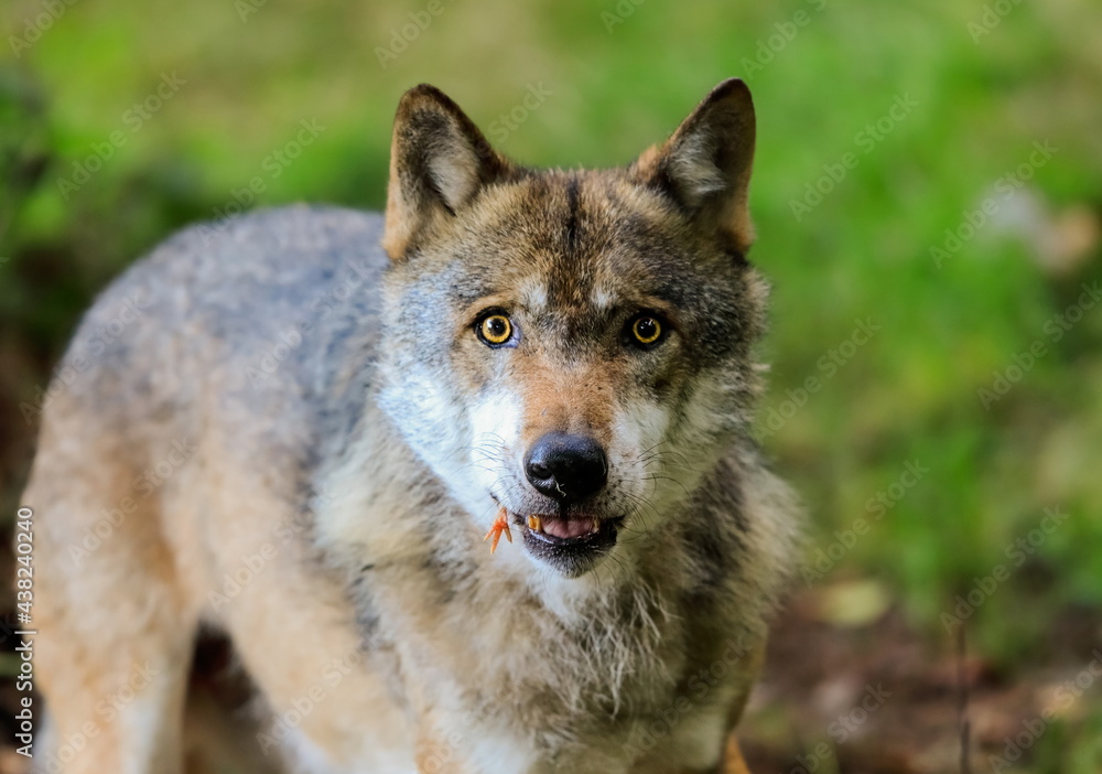 Close-up portrait of the wolf in a natural environment of a green forest. European grey wolf, Canis lupus.