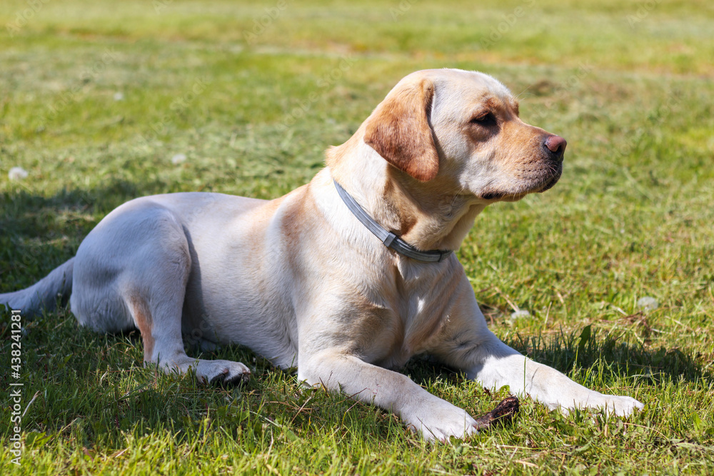 Labrador w gotowości obserwujący swego Pana.