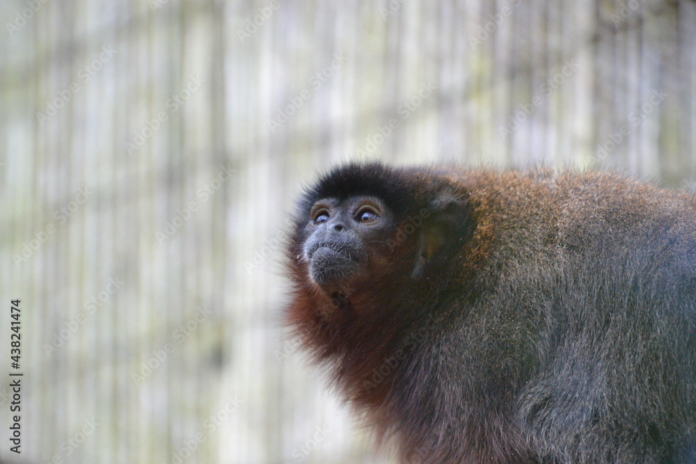 Fototapeta premium close up of a young monkey