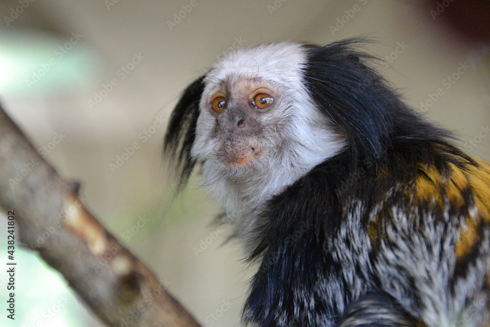 Naklejka premium tamarin