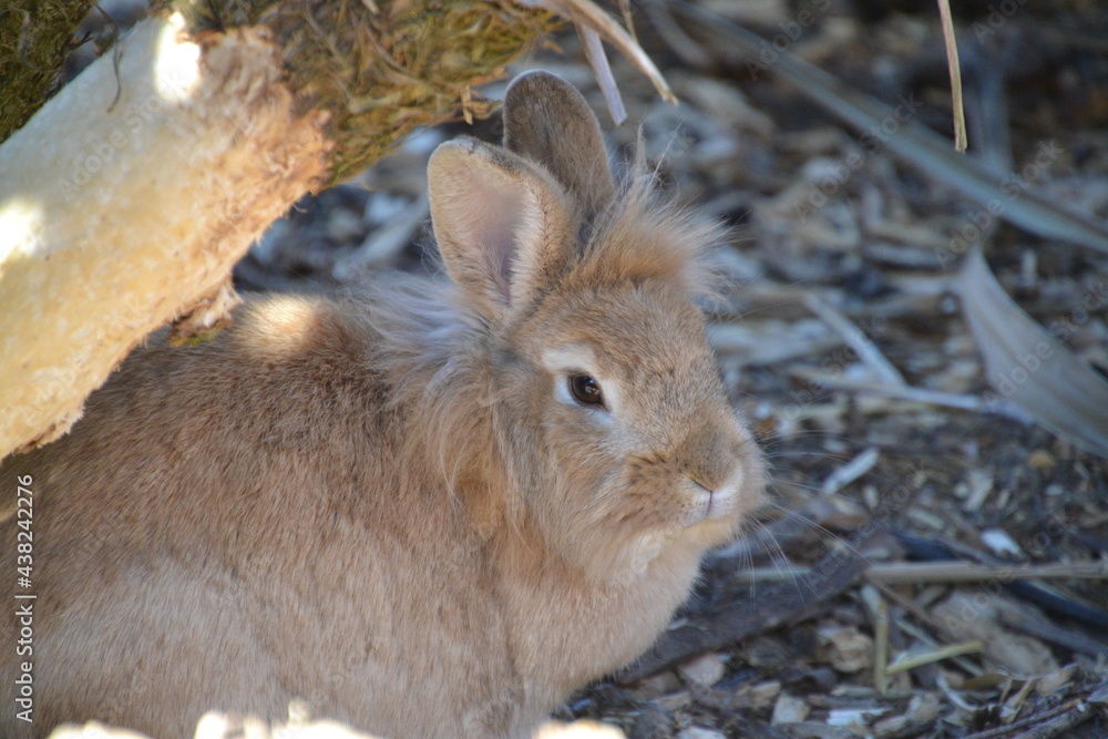 Fototapeta premium wild rabbit