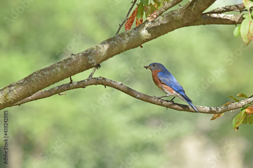 Male eastern bluebird ready to bring food to his young.