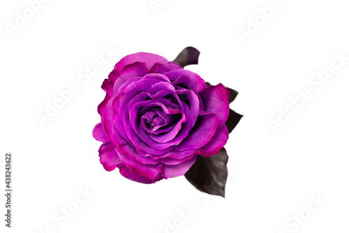 Purple rose isolated on a white background.