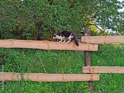 black and white cat sitting on fence in village