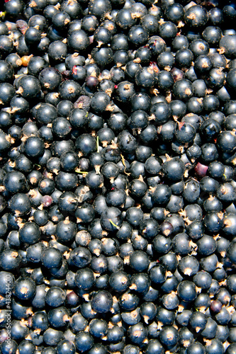 Macro of ripe black currant. Harvest collected in garden