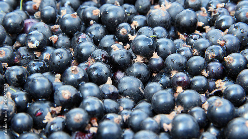 Macro of ripe black currant. Harvest collected in garden