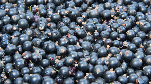 Macro of ripe black currant. Harvest collected in garden