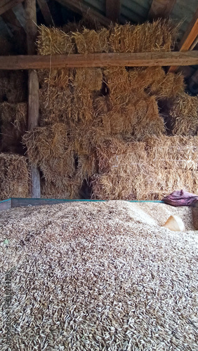 oat crop is stored in barn. Oats and hay in barn.