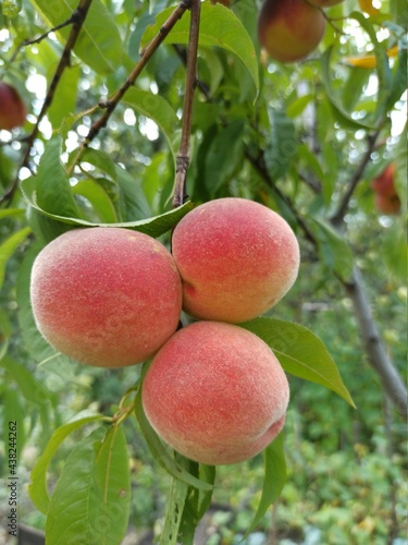 peaches on tree between green leaves. Fruit harvest