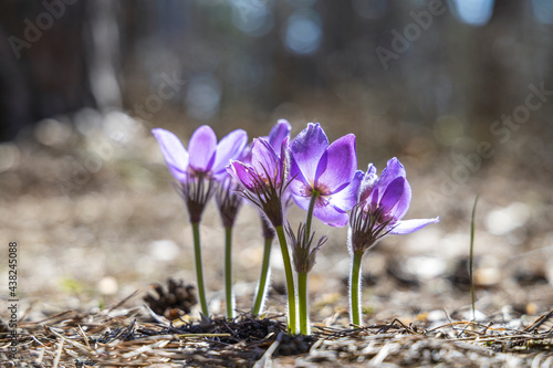 Fotografía Beautiful spring violet flowers background