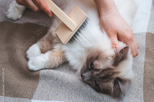 Owner combing the hair of a shaggy cat brush