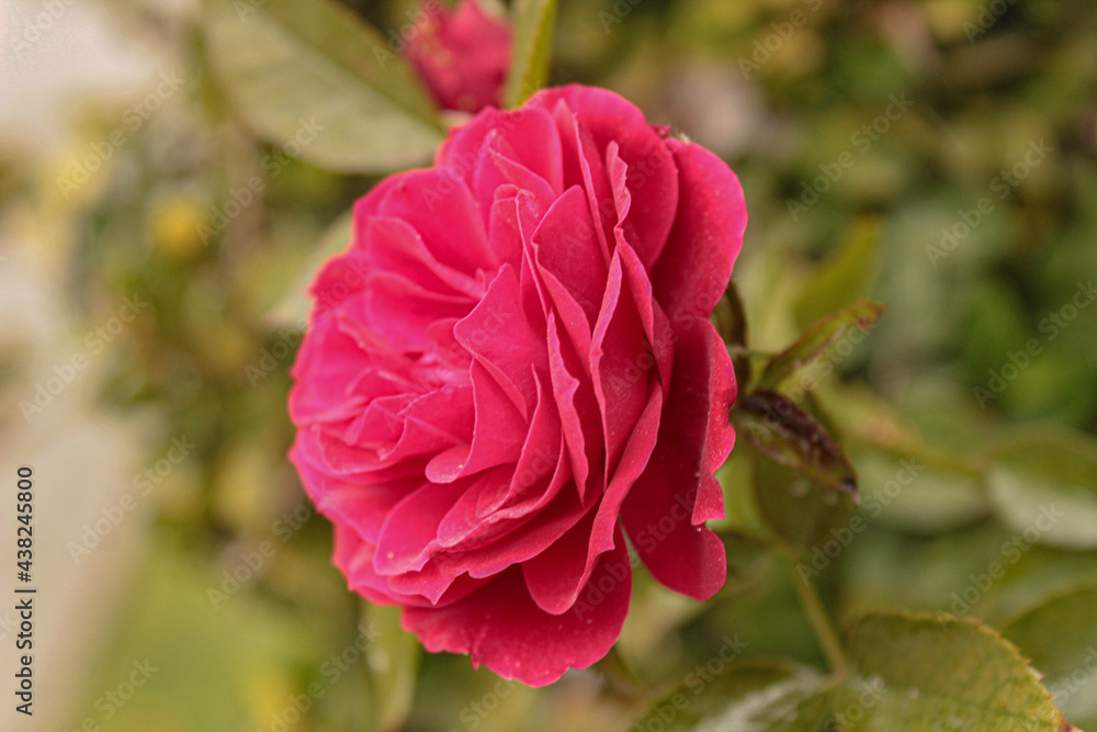 red rose in garden red rose in garden