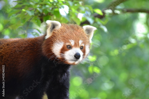 red panda © Mike