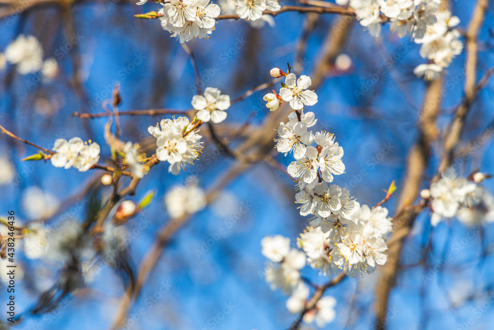 Apricot tree blossom in the city park on spring sunset time on blue sky surface Apricot tree blossom in the city park on spring sunset time on blue sky surface