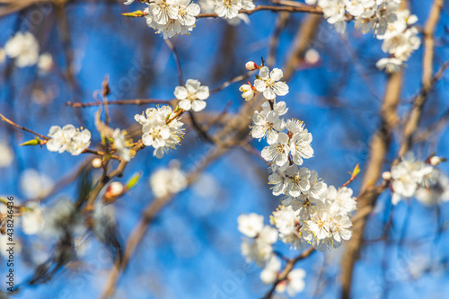 Apricot tree blossom in the city park on spring sunset time on blue sky surface