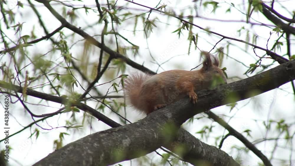 The red squirrel happily gnaws the nut. Squirrel jumps on tree branches, gnaws nuts and food in the spring forest gnaws a nut The red squirrel happily gnaws the nut. Squirrel jumps on tree branches, gnaws nuts and food in the spring forest gnaws a nut