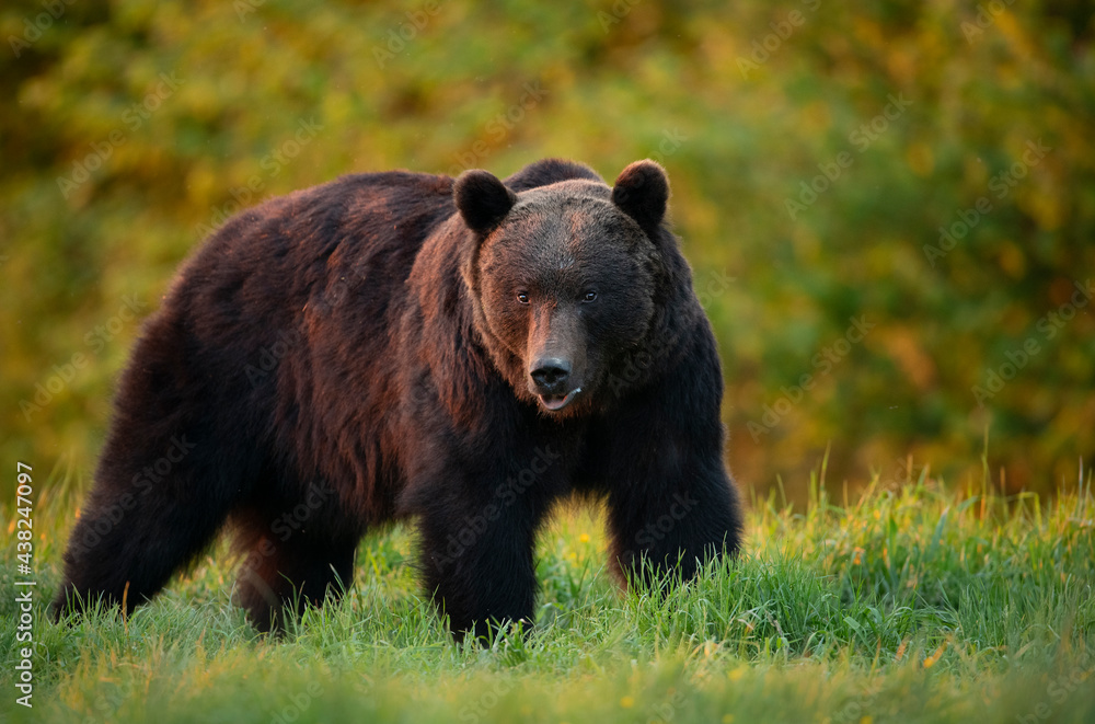 Wild brown bear ( Ursus arctos )