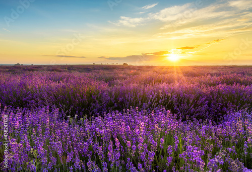 Obraz na plátně Beautiful lavender field sunset landscape
