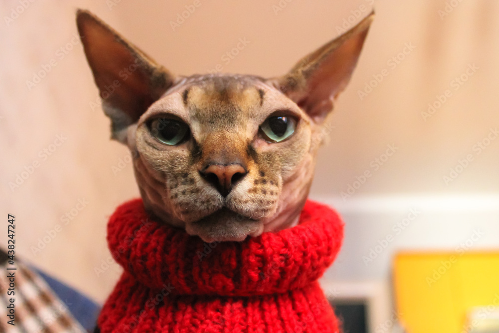 Canadian Sphynx naked cat with green eyes in a red knit sweater, looking down.