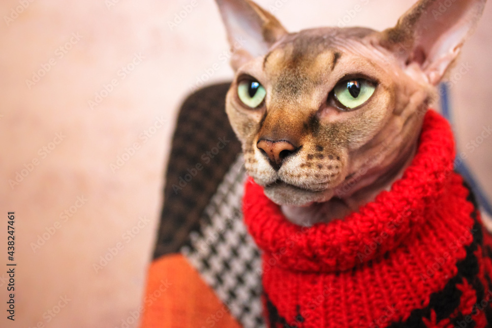 Canadian Sphynx cat with green eyes wearing in a red knit sweater, looking up.