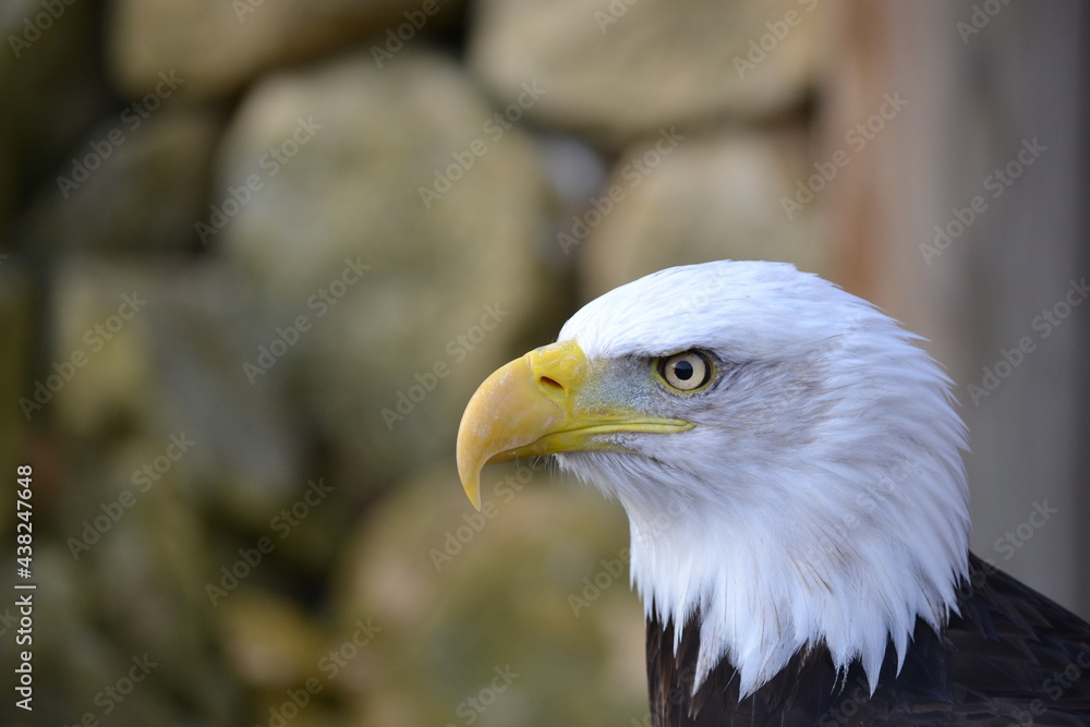 Fototapeta premium bald eagle side profile