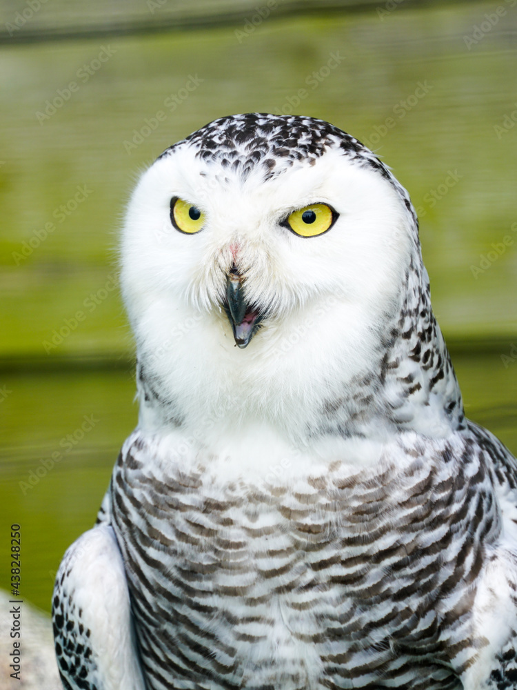 Obraz premium A frontal portrait of a passive Snowy Owl with yellow eyes