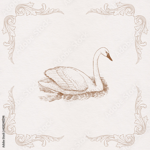 Fototapeta Naklejka Na Ścianę i Meble -  Swan
