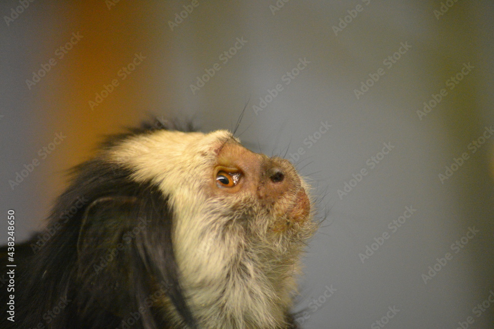 Small monkey looking up Small monkey looking up