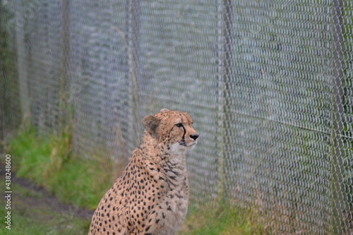 cheetah by fence 